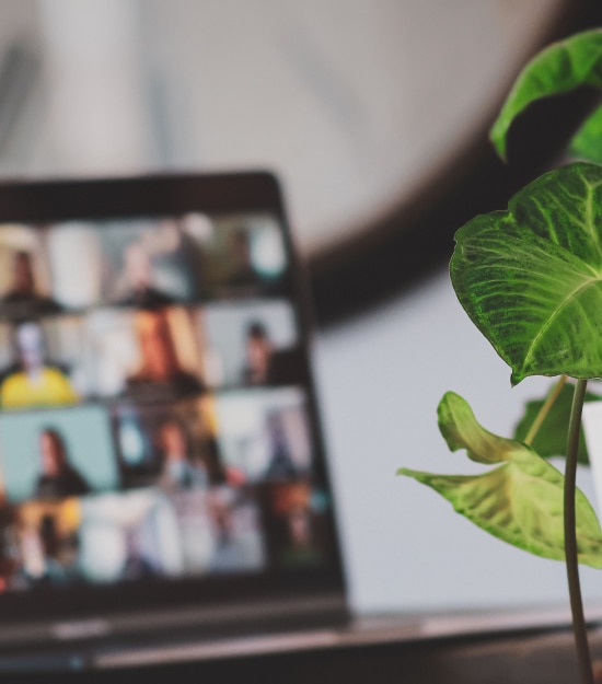 Image of a laptop in an online team meeting with a plant